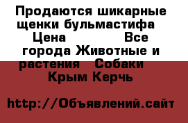 Продаются шикарные щенки бульмастифа › Цена ­ 45 000 - Все города Животные и растения » Собаки   . Крым,Керчь